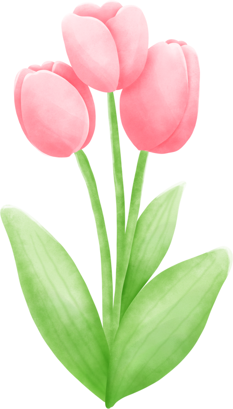 Pink Tulip Flowers Illustration