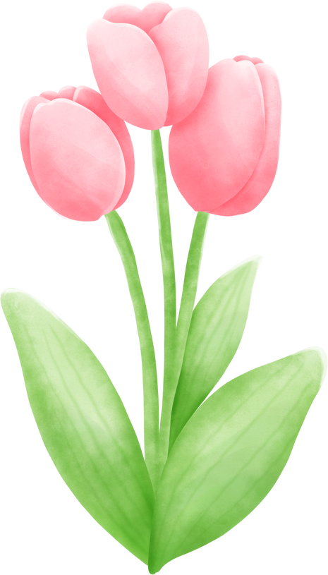 Pink Tulip Flowers Illustration